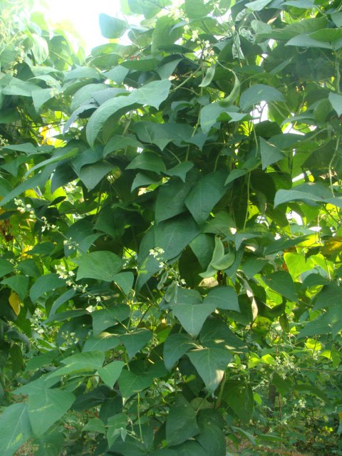 growing pole lima beans