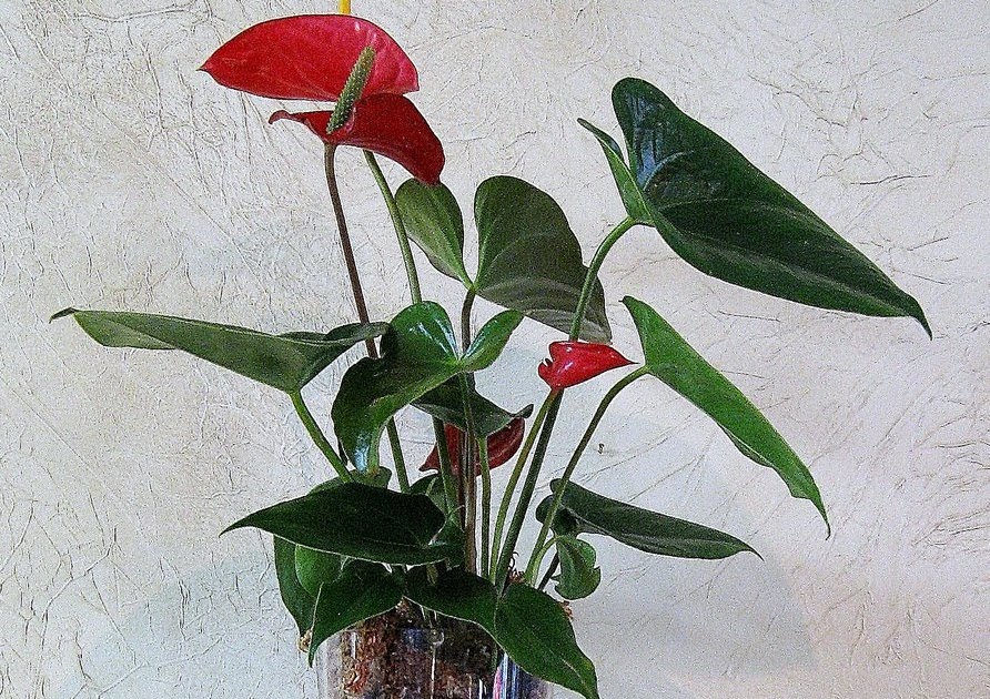 BOUTIQUE FLORALE GIGI LACHINE FLORIST RED ANTHURIUM PLANT IN VASE