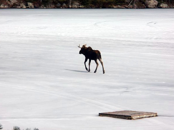 [Moose+a.jpg]