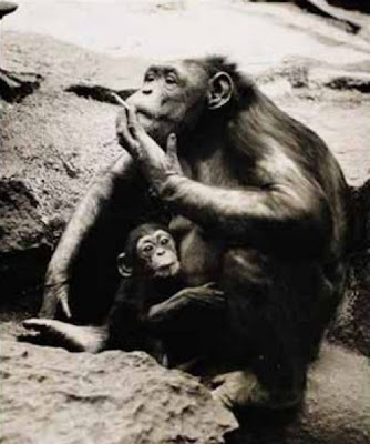 Funny Smoking Monkeys - The Fun Learning