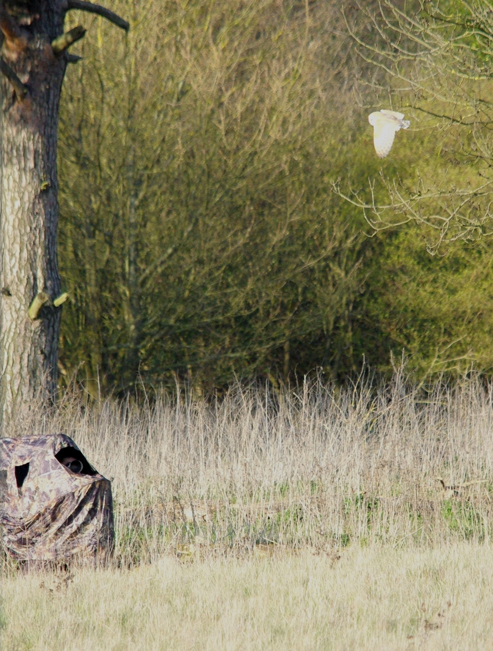 the wonderful Barn Owl the wonderful Barn Owl