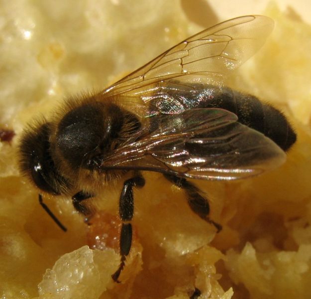 http://2.bp.blogspot.com/_XwrxaLq2zuU/S6odL4dadLI/AAAAAAAAABQ/P2ybBCKhmLY/s1600/625px-abeille-bee-honey.jpg