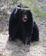 Black Bear