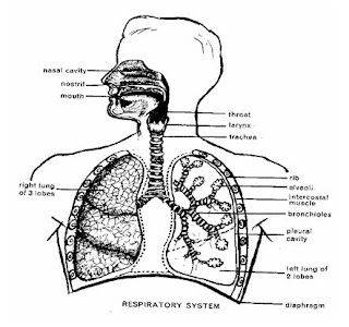 my knowledge: Anatomi And Fisiologi Respiratory System
