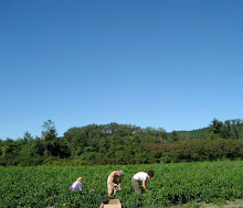 Gleaners Today