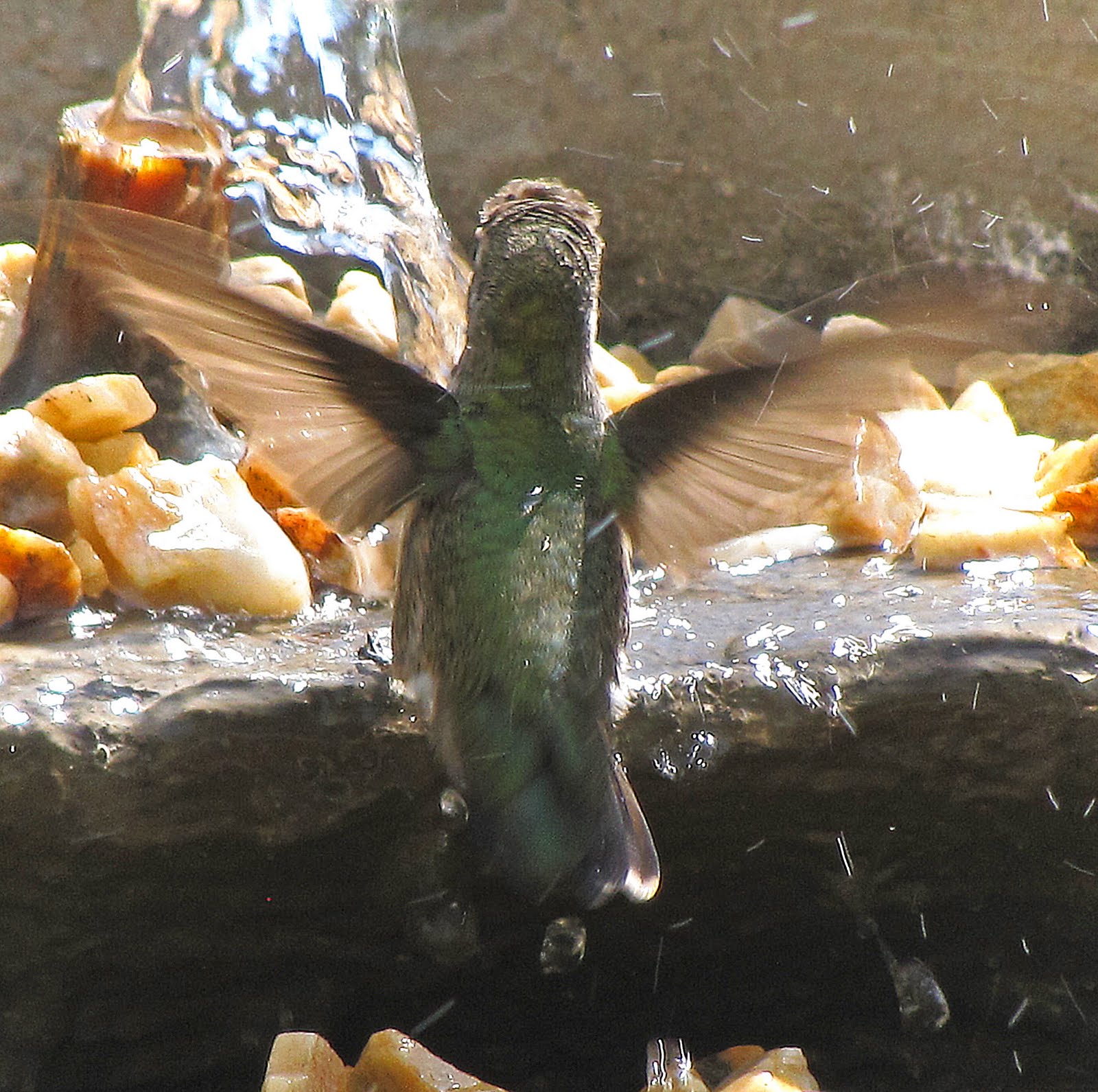 Nature As Is For Mom...Hummingbirds Do Bathe