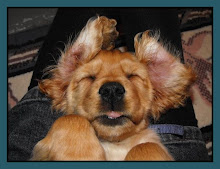 THEME...FUNNY SLEEPING POSITIONS/PLACES