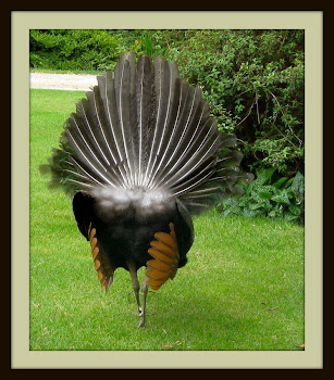 "STRIPES & POLKA DOTS"