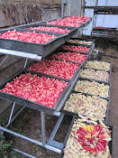 oca (red tubers) and mashua pilifera (white tubers)