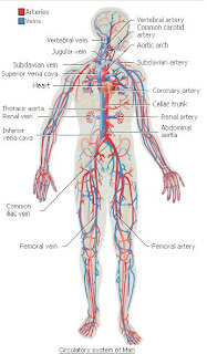 The Human Body: CIRCULATORY SYSTEM