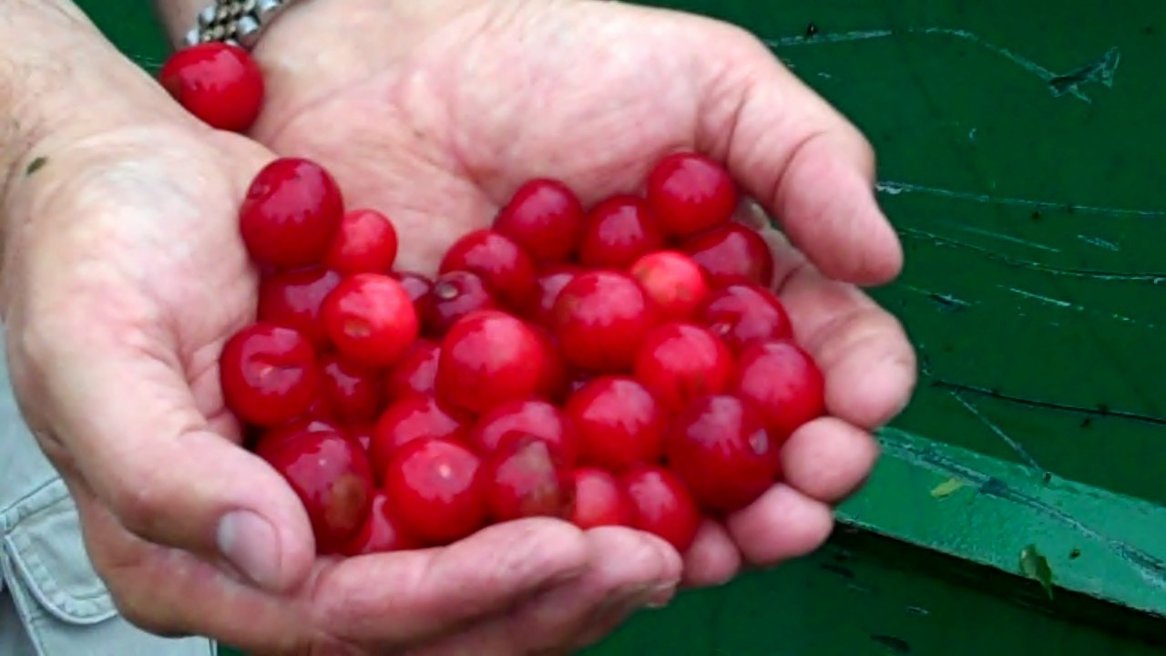 Nutritious Feast The Elusive Tart Cherry of Northern Michigan