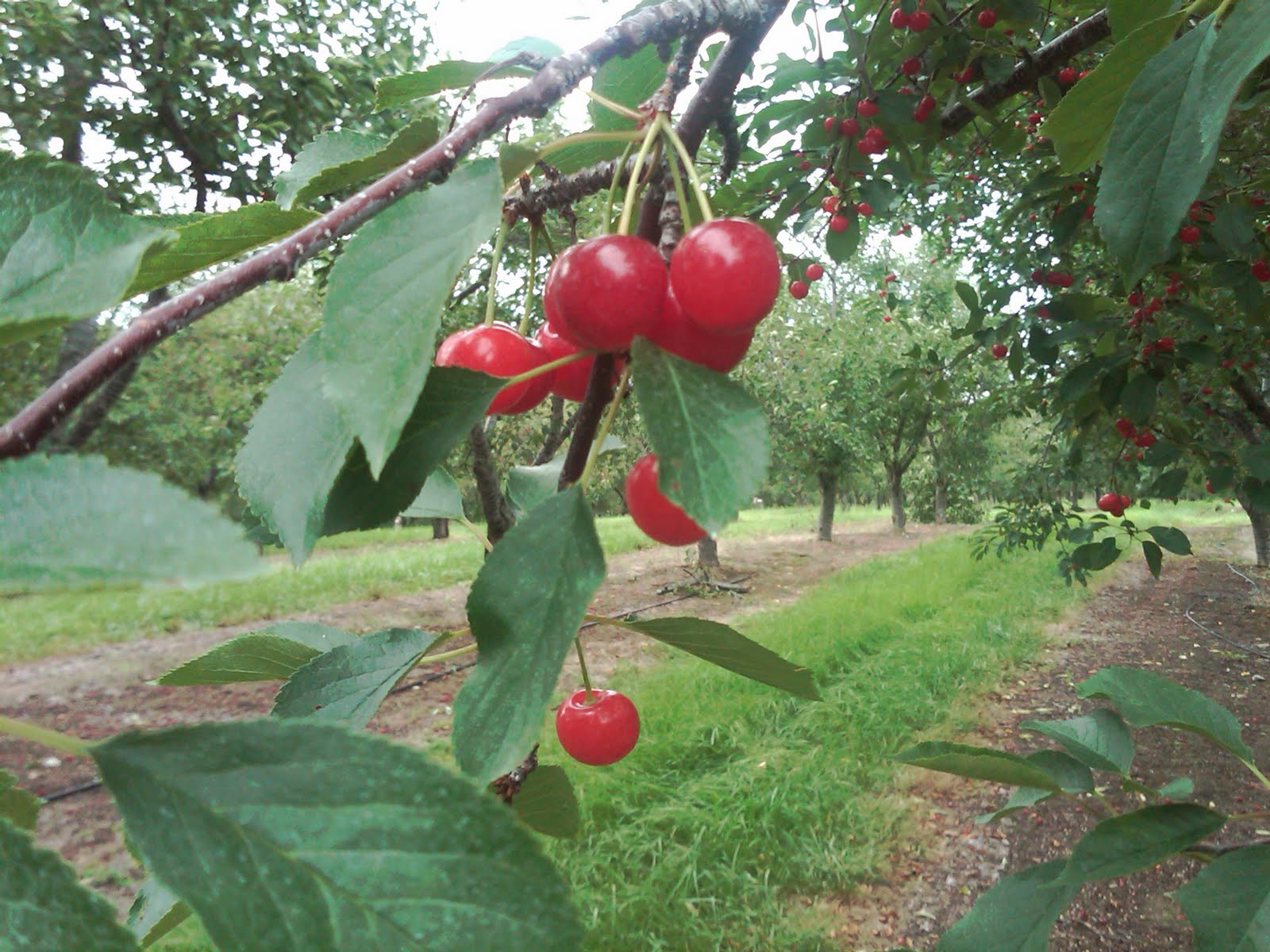 Nutritious Feast The Elusive Tart Cherry of Northern Michigan