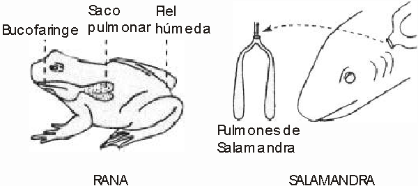 respiracion cutanea