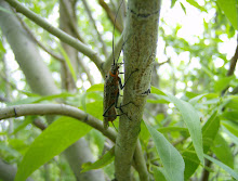 OGDEN RIVER STONEFLY ADULT