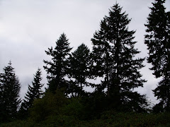 Seattle Conifers