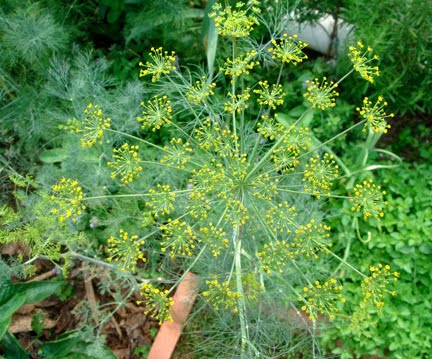 mammoth dill
