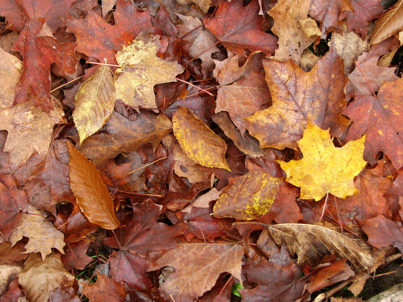 [IMG_0072+copy.jpg]