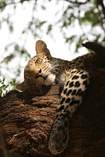 Leopard taken at Mashatu
