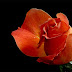 Maravilhosas Rosas