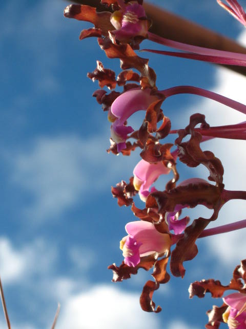 Orquideas en Variedad