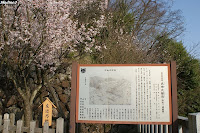 武田神社　左近の桜