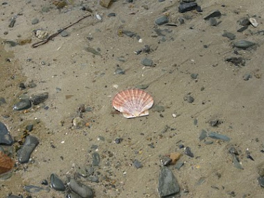 leuke vonst op het strand