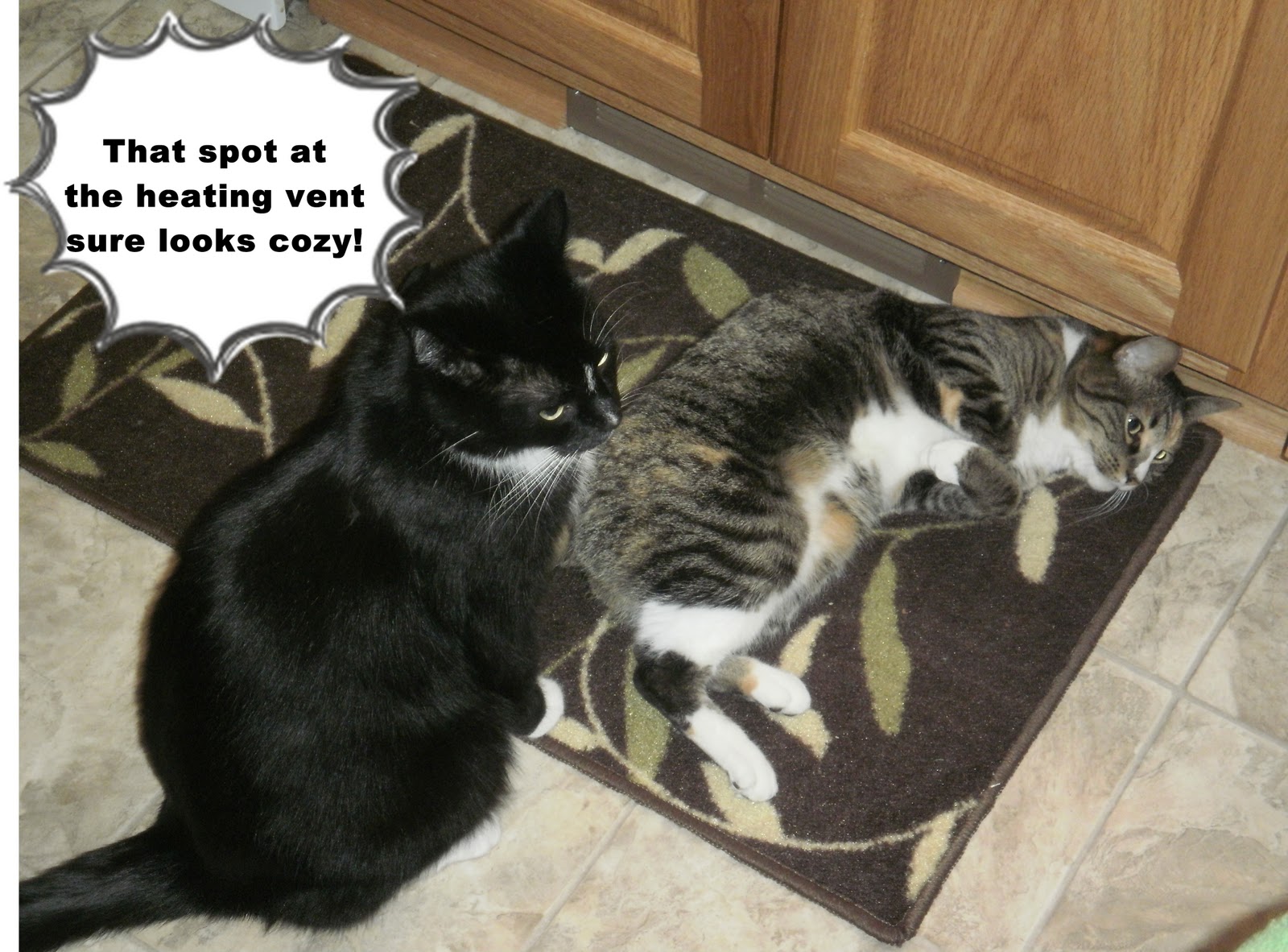 Catladyland Cats are Funny Shameful Negotiations at the Vent