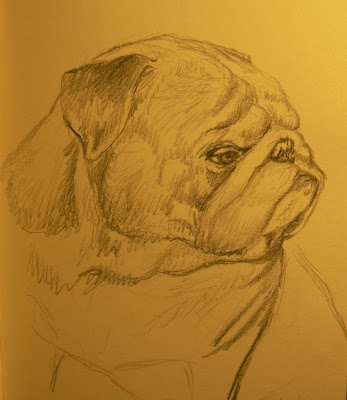 English Bulldog Sketches