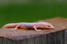 Albino Egernia striolata