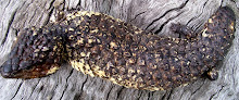 shingleback