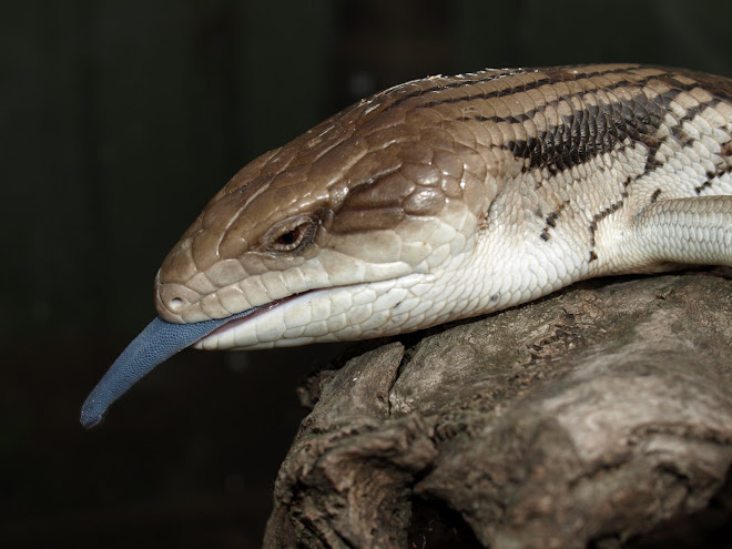 Tiliqua scincoides