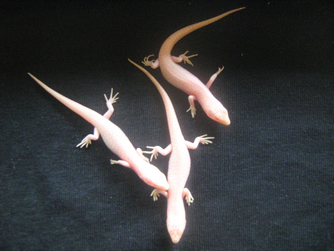 Albino Tree Skinks 2008