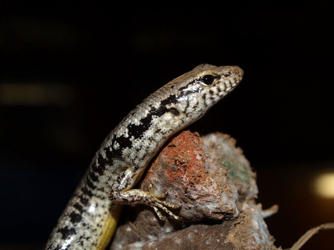 Eulamprus tenuis( barred-sided skink)