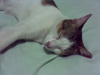 Wednesday Sleeping On Danish's Bed