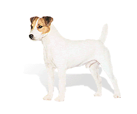 Jack Russell Terrier