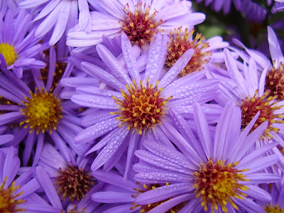 computer backgrounds flowers. computer wallpaper flowers. computer backgrounds flowers.