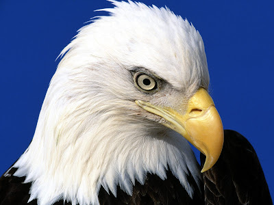 eagles wallpaper. of an eagle wallpapers