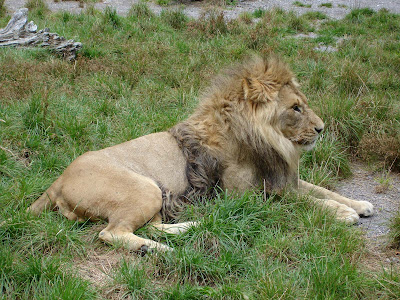 Lion Wallpapers wallpaper lion. Lion Wallpapers