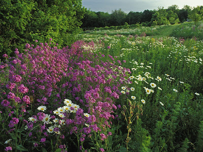 wallpaper summer flower. Wild flower field