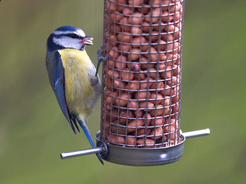 [Great+Tit+(1).jpg]