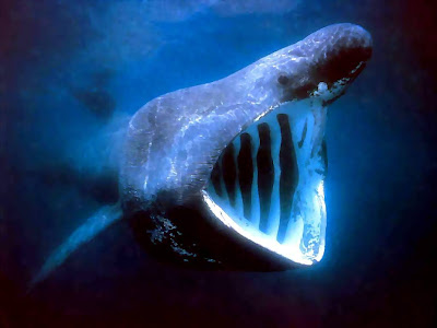 Beautiful Blue Whale
