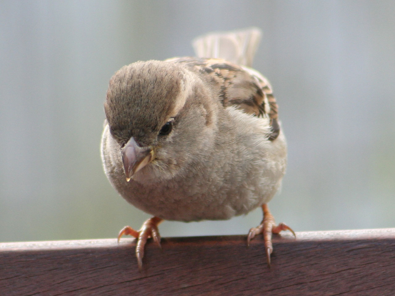 [House+Sparrow+116.JPG]