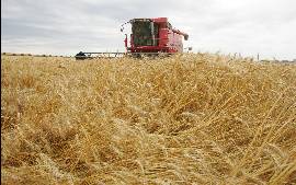 [0,,14637951,00.jpg]