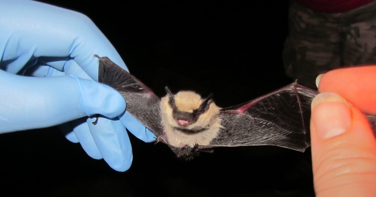 or Bust! Southwestern Desert Bats Class