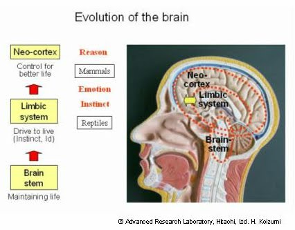 [Evolution-Brain.jpg]