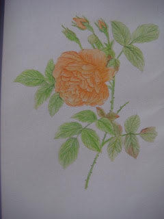 水性色鉛筆成人塗繪玫瑰