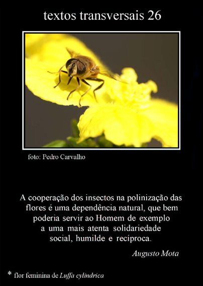 [Textos+transversais+26.jpg]