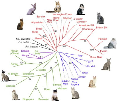 How many species of cats are there?