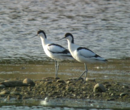 [Avocets+BQ+13th+May+2009+d.jpg]