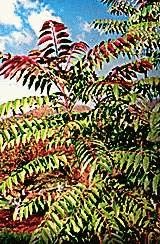 [Fragrant+Spring+Tree.jpg]